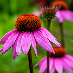 cone flower image